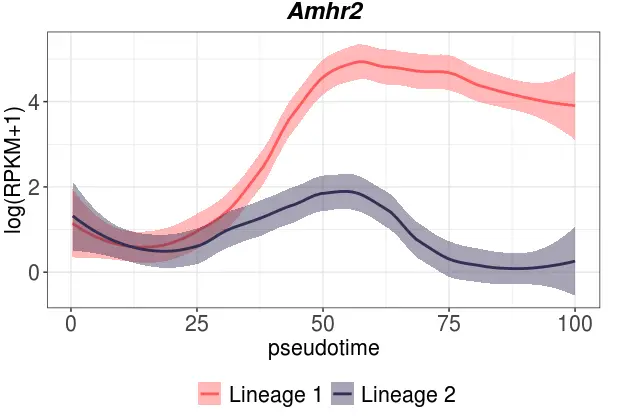 Amhr2基因在两个谱系中的变化