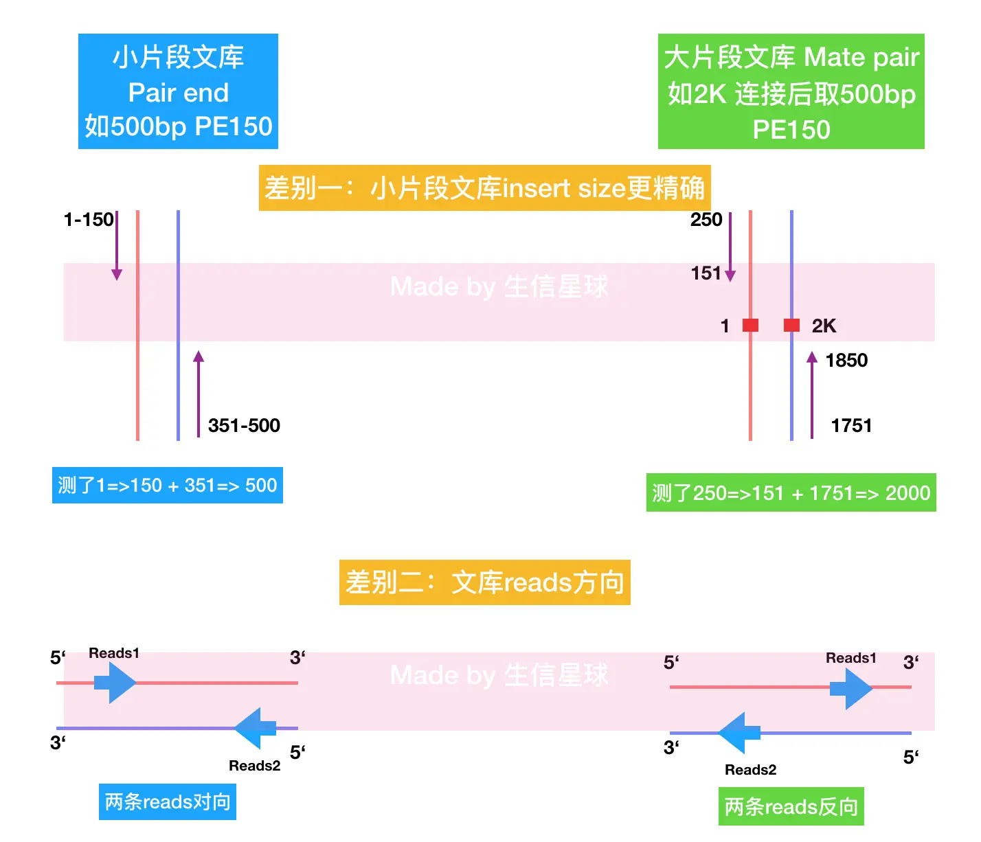 大小片段文库的差别