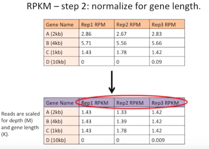 RPKM对长度标准化