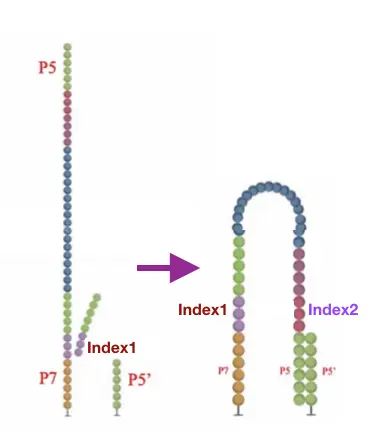 Index测序